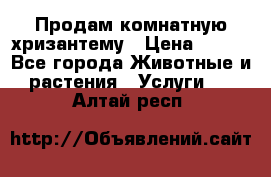 Продам комнатную хризантему › Цена ­ 250 - Все города Животные и растения » Услуги   . Алтай респ.